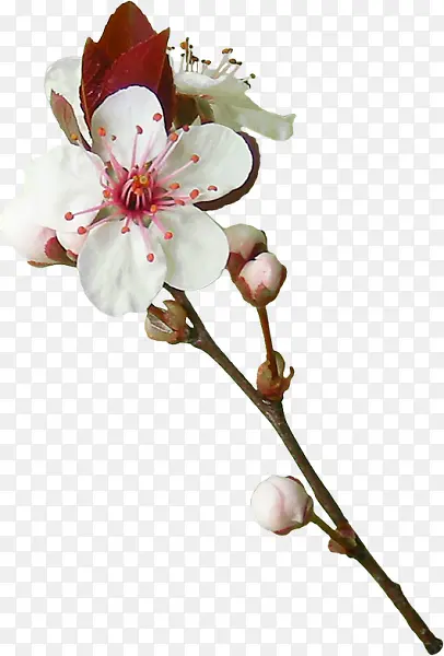 白色花朵樱花装饰图片