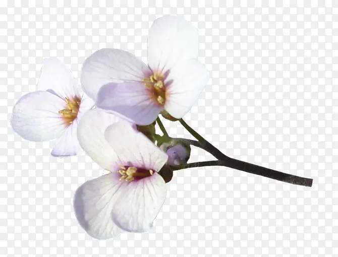 白色樱花花朵装饰图片