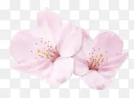 樱花花朵装饰