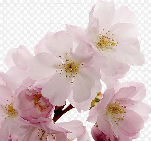 樱花粉红樱花花朵花枝装饰