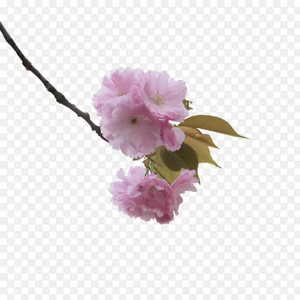 一枝花PNG图片素材下载_图片编号10078091-PNG素材网