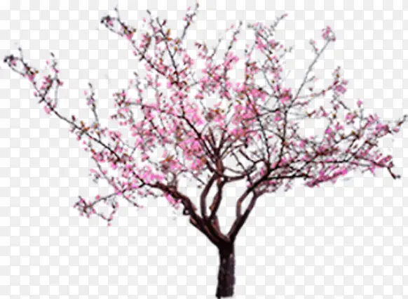 粉色樱花环境素材