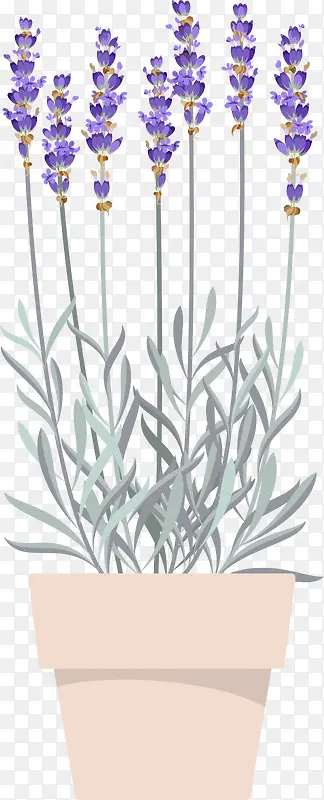 紫色美丽薰衣草