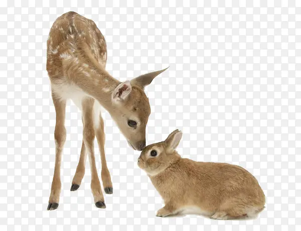 鹿和兔子