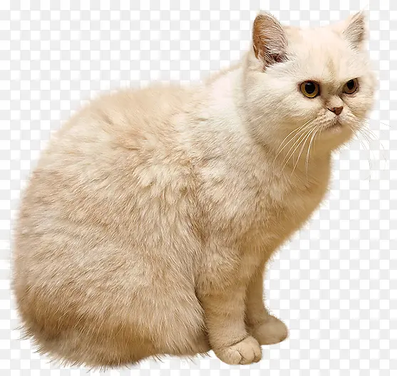 猫咪PNG图片素材下载_图片编号10090179-PNG素材网