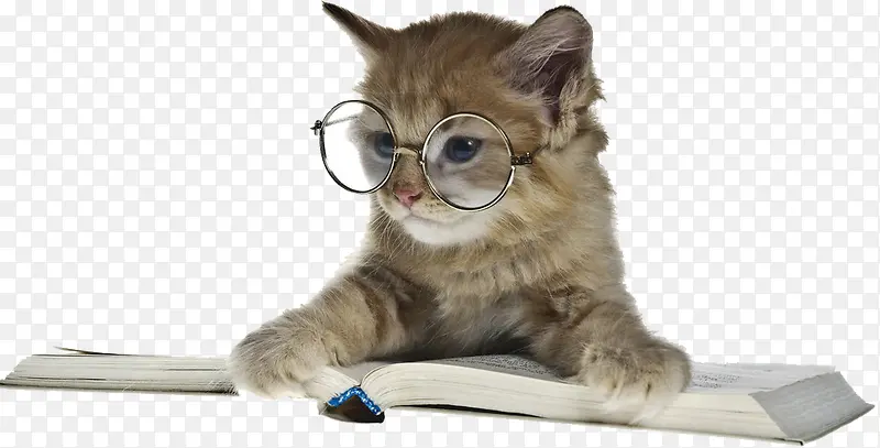 戴眼镜的猫咪