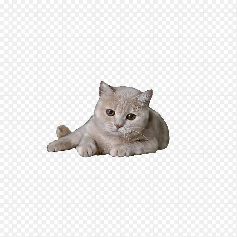 猫PNG图片素材下载_图片编号10090110-PNG素材网