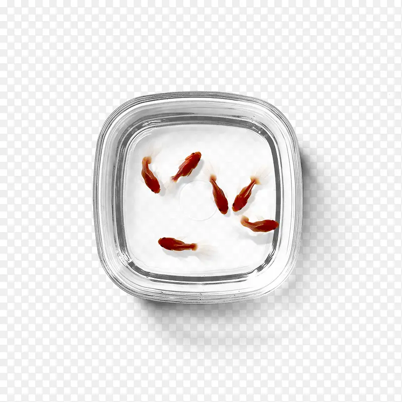 鱼缸红色小鱼