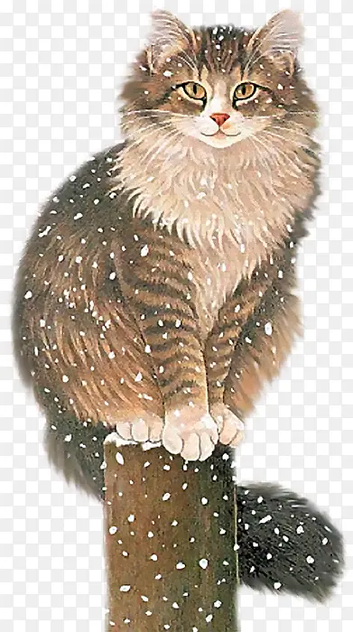 小猫 动物