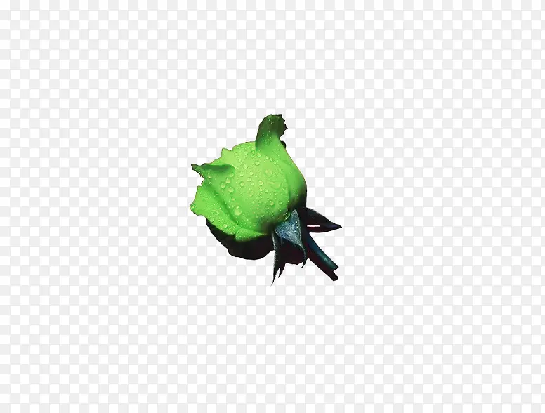 绿色玫瑰花