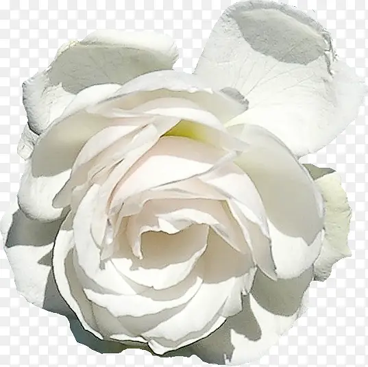 白色玫瑰  装饰