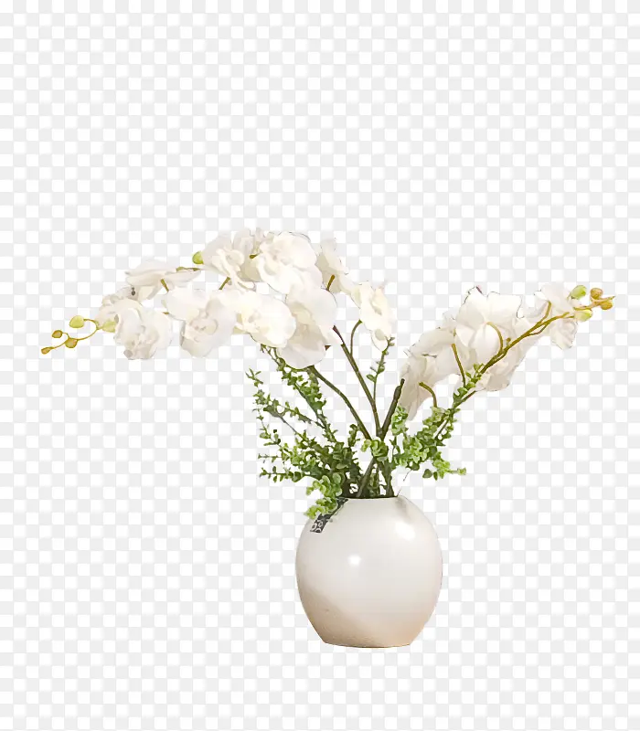 植物白色花瓶花朵