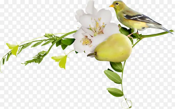 梨花枝上的黄雀