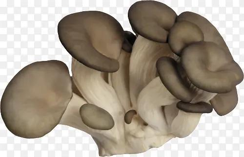 蘑菇食材