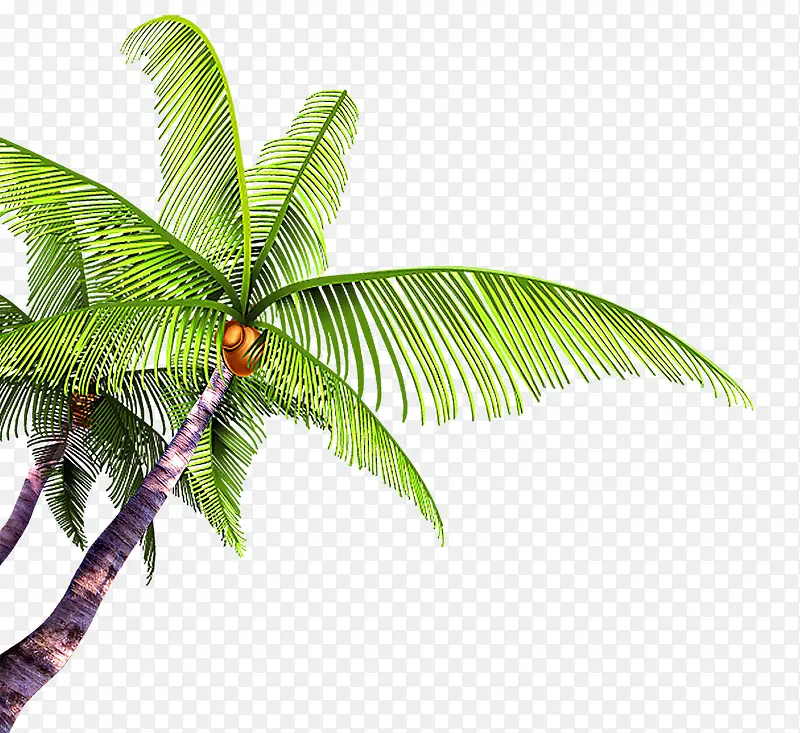 夏日清新椰树