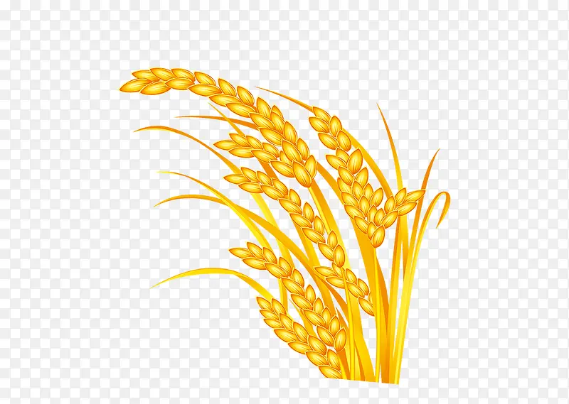 金黄粮食小麦