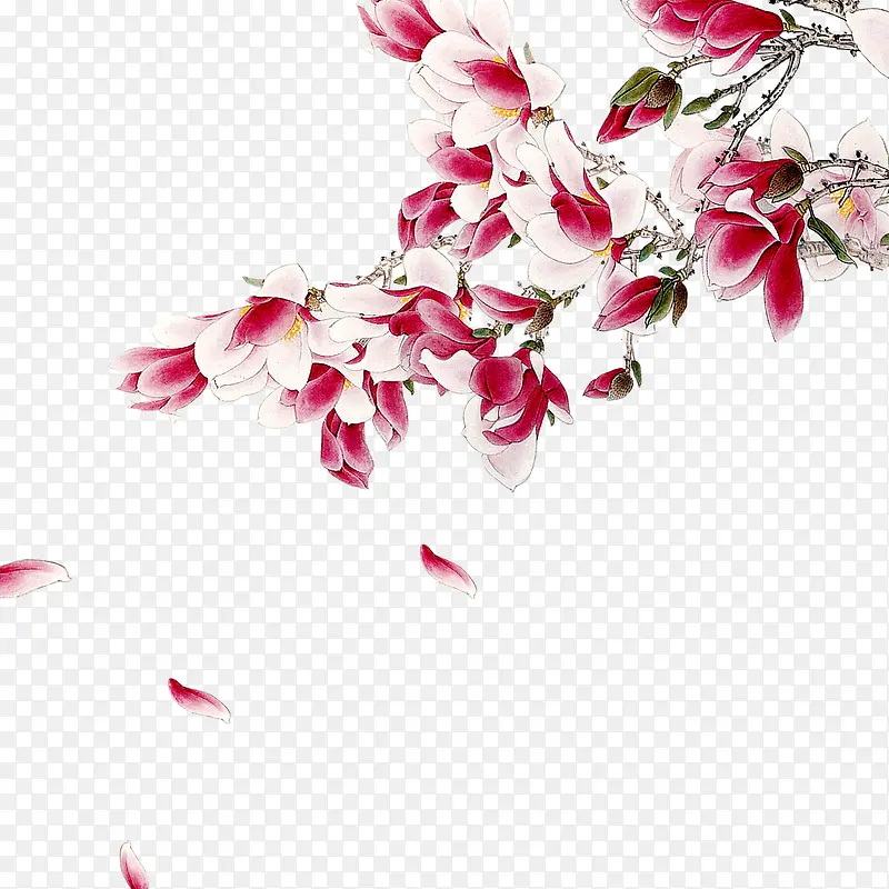 花枝PNG图片素材下载_图片编号10133676-PNG素材网