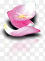 粉色卷曲花瓣艺术美景