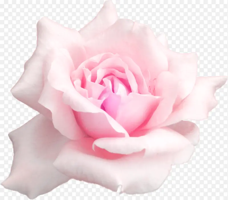粉色玫瑰花瓣