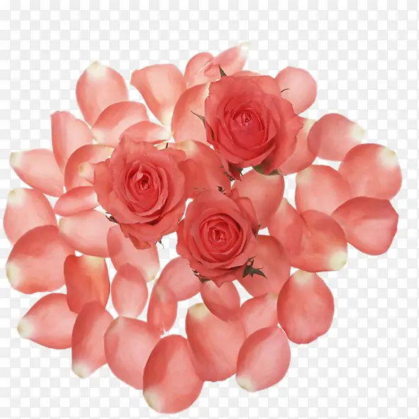 粉色玫瑰花瓣