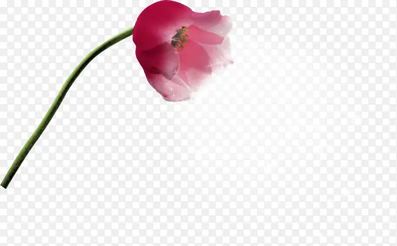 一枝花朵PNG图片素材下载_图片编号10134628-PNG素材网