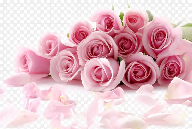 粉色玫瑰和花瓣