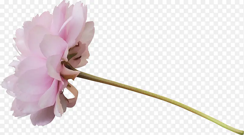粉红色水粉色花朵花瓣