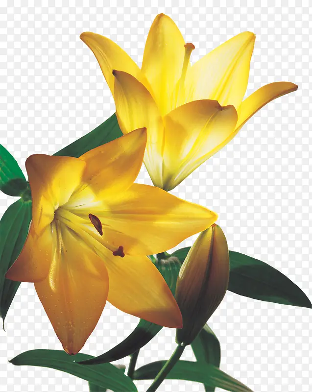 植物效果女装海报黄色植物花朵
