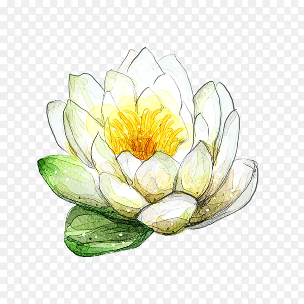 荷花