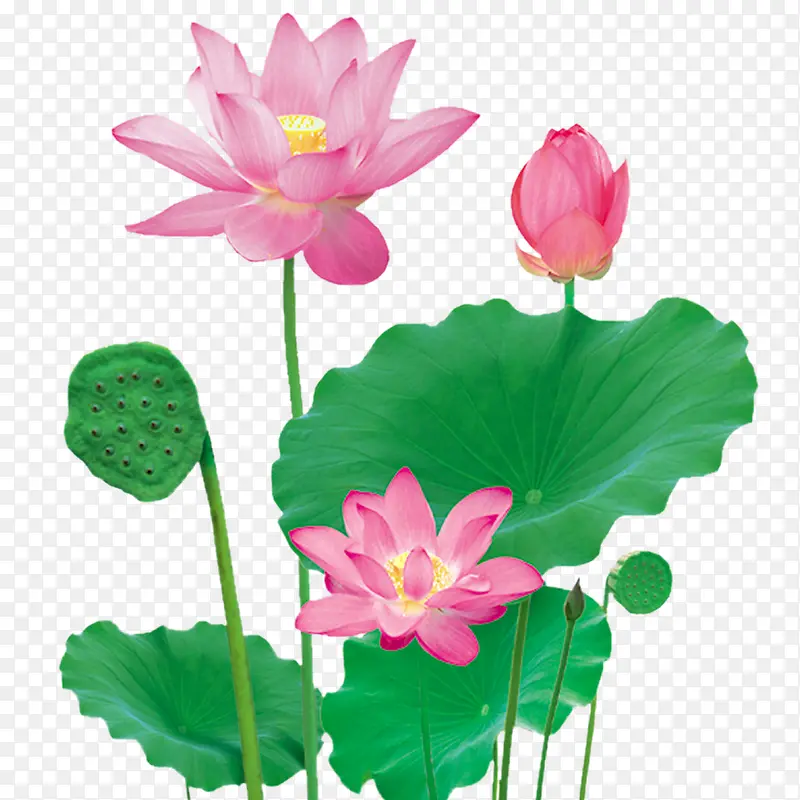 花卉素材 荷花
