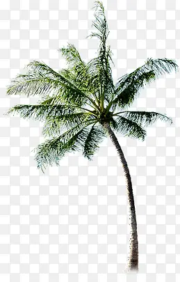 椰子树女装海报图片