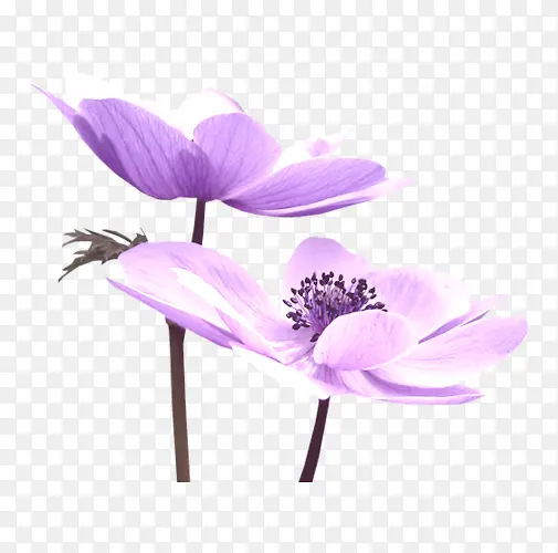 紫色荷花
