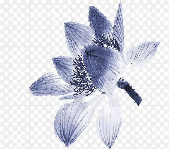 手绘荷花