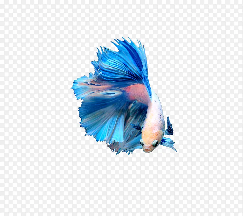 蓝尾金鱼