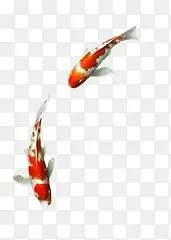 红白金鱼