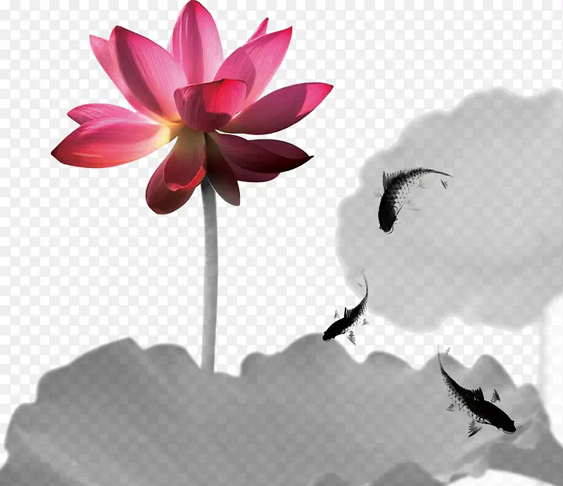 荷花