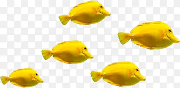 黄色金鱼海底生物