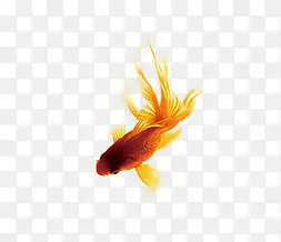 红色金鱼深红色金鱼