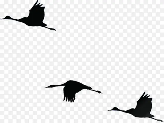 黑色多种姿态大雁飞翔