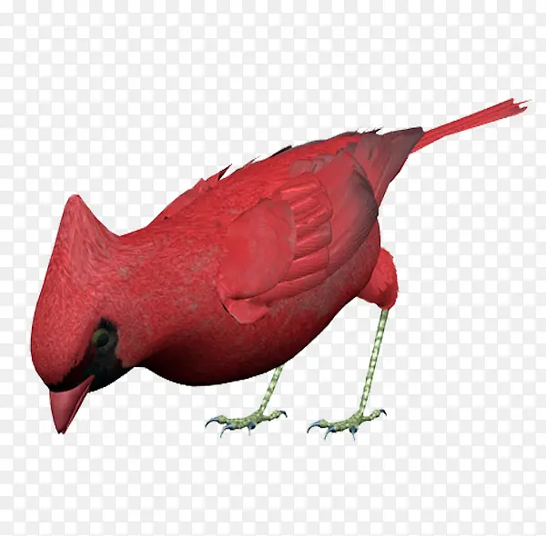 红色的啄木鸟
