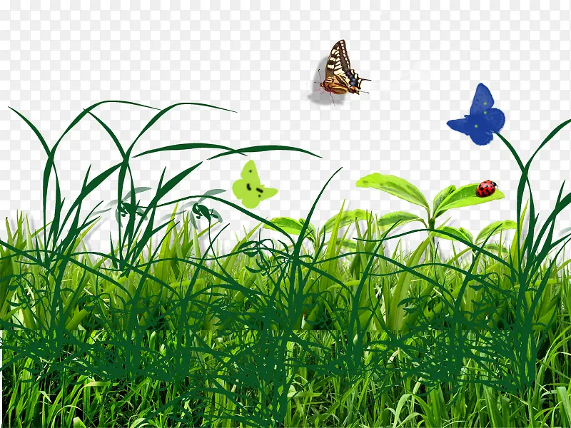 草丛中的小蝴蝶