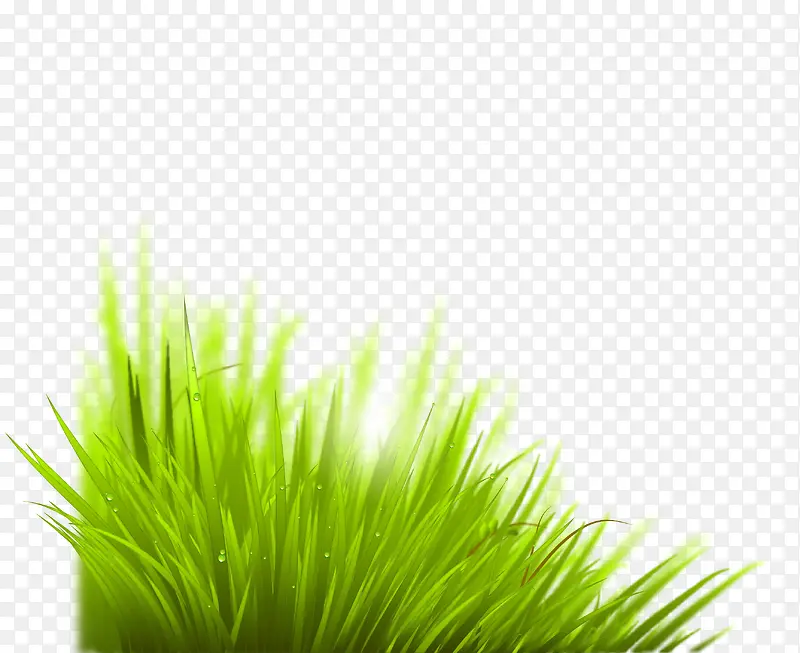 草丛