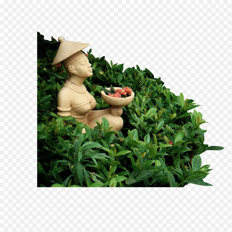 茶园草地