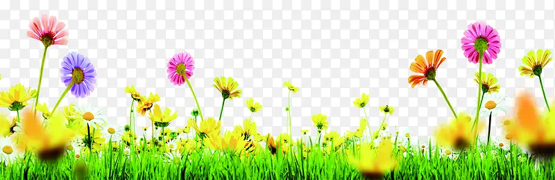 春季彩色花朵草丛