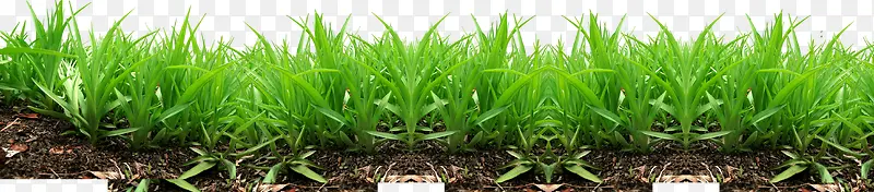 土壤和绿色小草丛