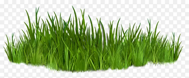 绿色春天草地草坪草丛装饰