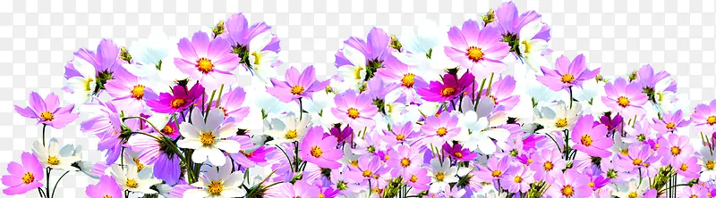 粉色鲜花花卉花丛装饰