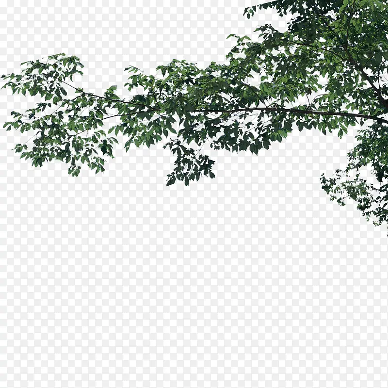 绿色植物