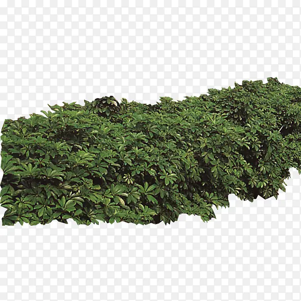 绿色植物PNG图片素材下载_图片编号10169577-PNG素材网