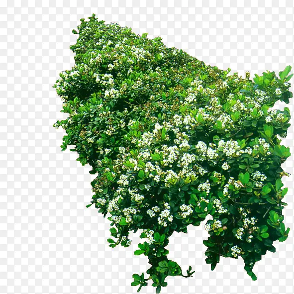 绿色植物PNG图片素材下载_图片编号10169605-PNG素材网